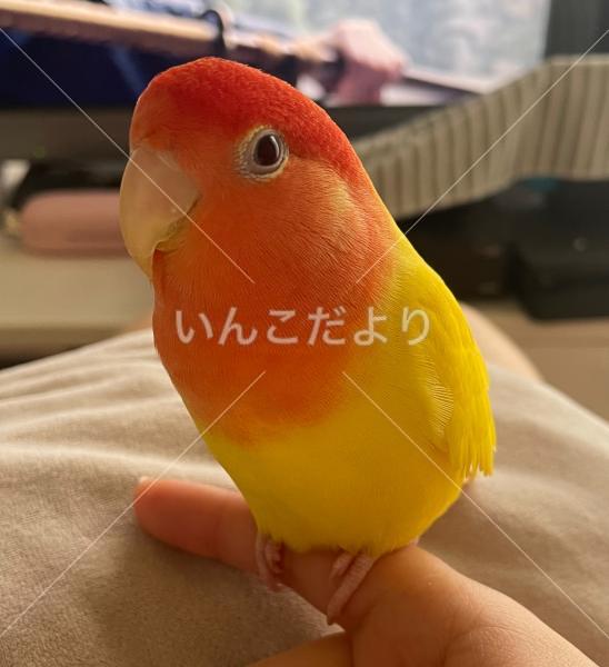 迷い鳥の写真