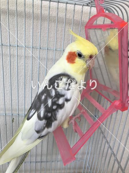 迷い鳥の写真