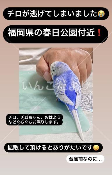 迷い鳥の写真