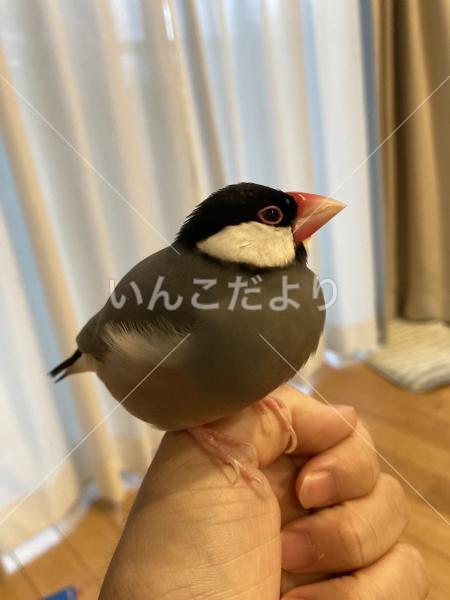 迷い鳥の写真