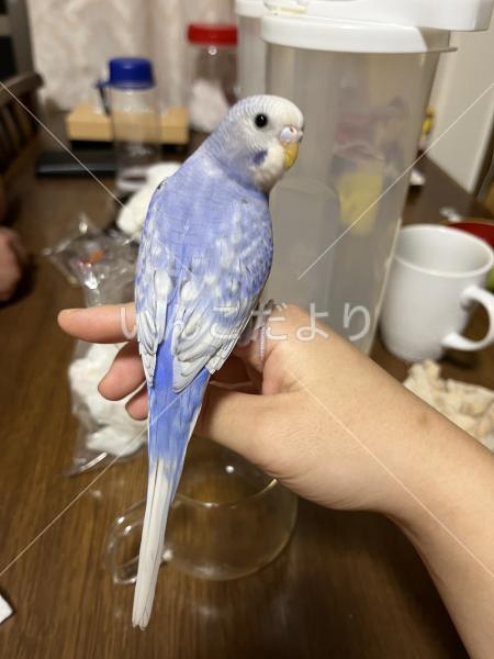 迷い鳥の写真