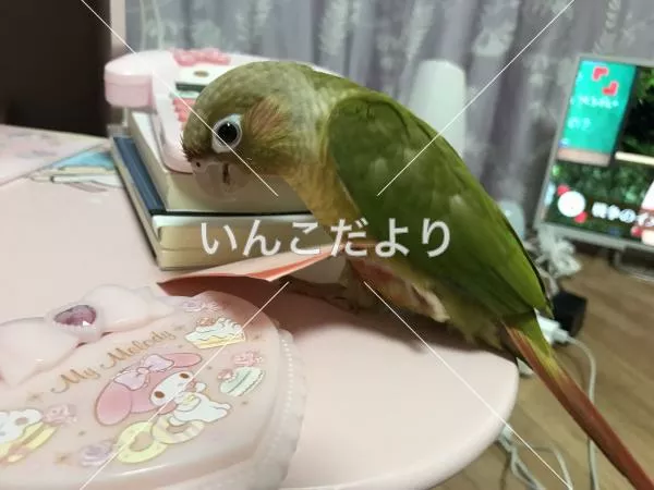迷い鳥の写真