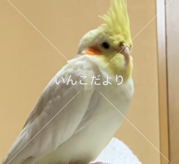迷い鳥の写真
