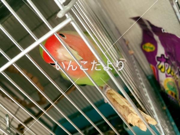 迷い鳥の写真