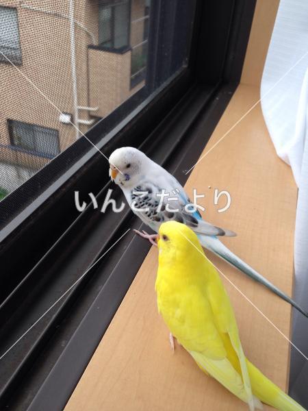 迷い鳥の写真