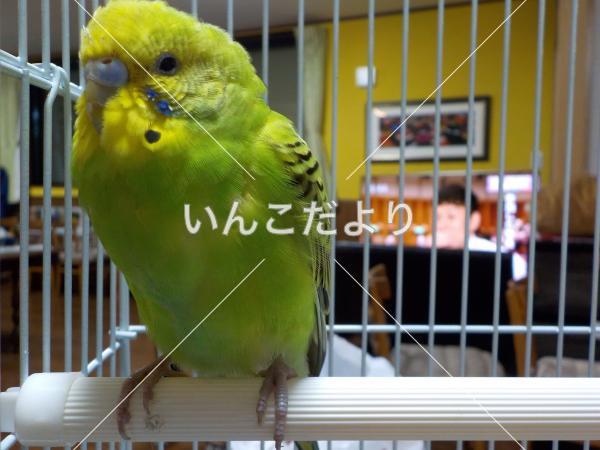 保護鳥の写真