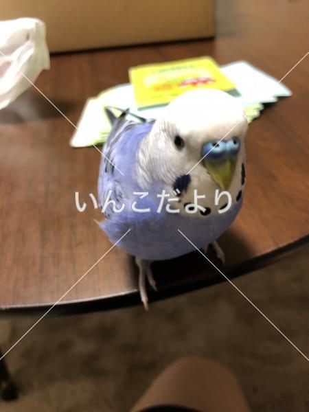 迷い鳥の写真