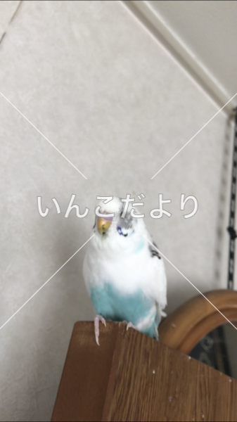迷い鳥の写真