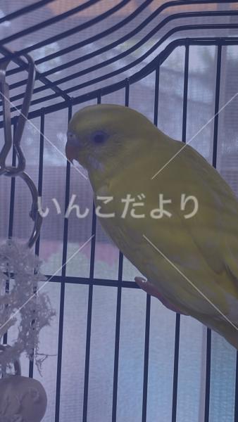 迷い鳥の写真