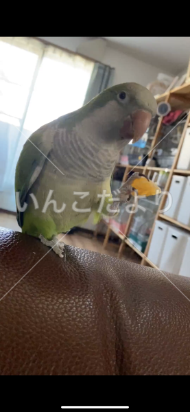 迷い鳥の写真