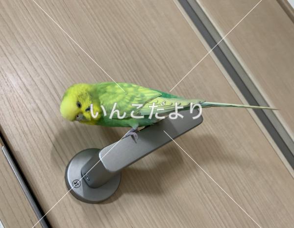 保護鳥の写真