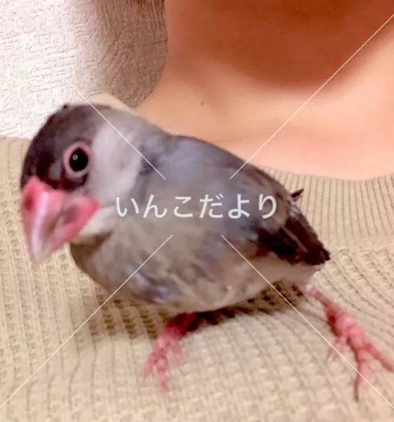 迷い鳥の写真