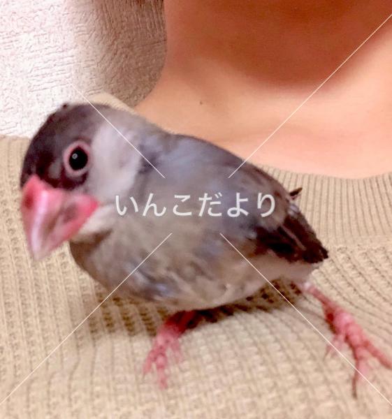 迷い鳥の写真