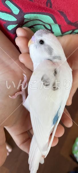 迷い鳥の写真