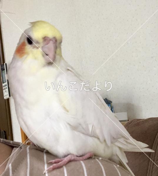 迷い鳥の写真
