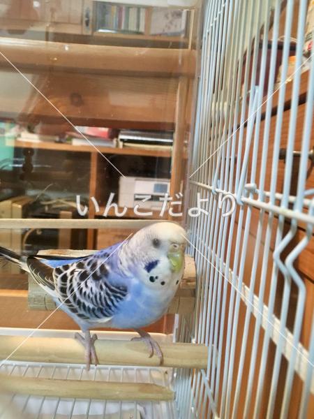 保護鳥の写真