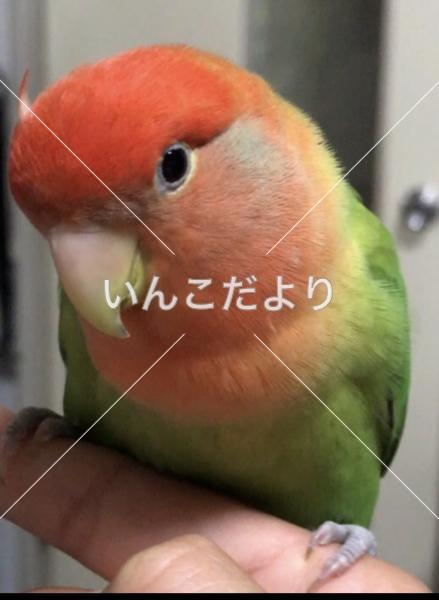 迷い鳥の写真