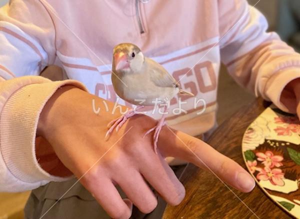 保護鳥の写真