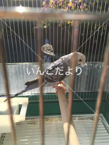 保護鳥の写真