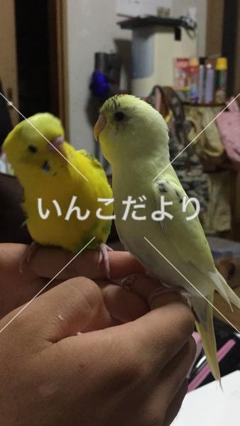 迷い鳥の写真
