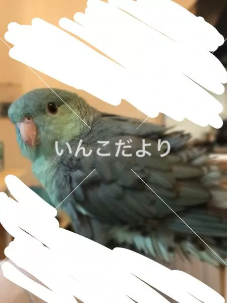 保護鳥の写真