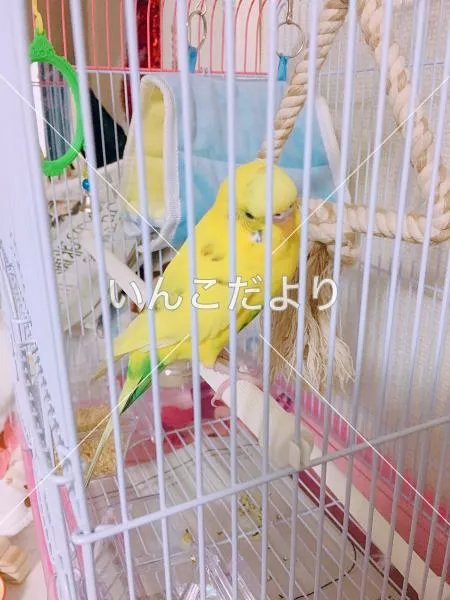 保護鳥の写真