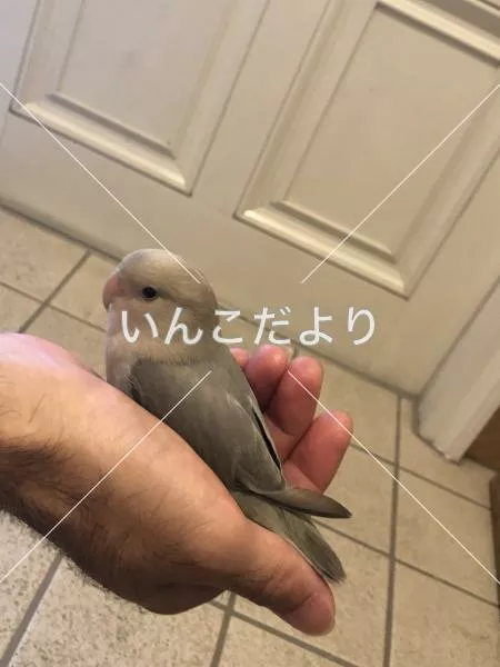 保護鳥の写真