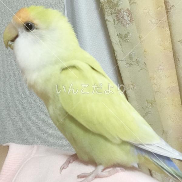 迷い鳥の写真