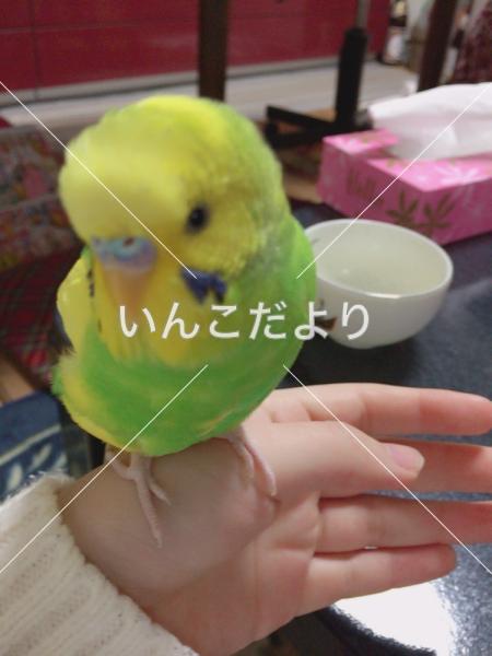迷い鳥の写真