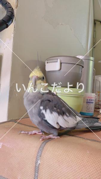 迷い鳥の写真