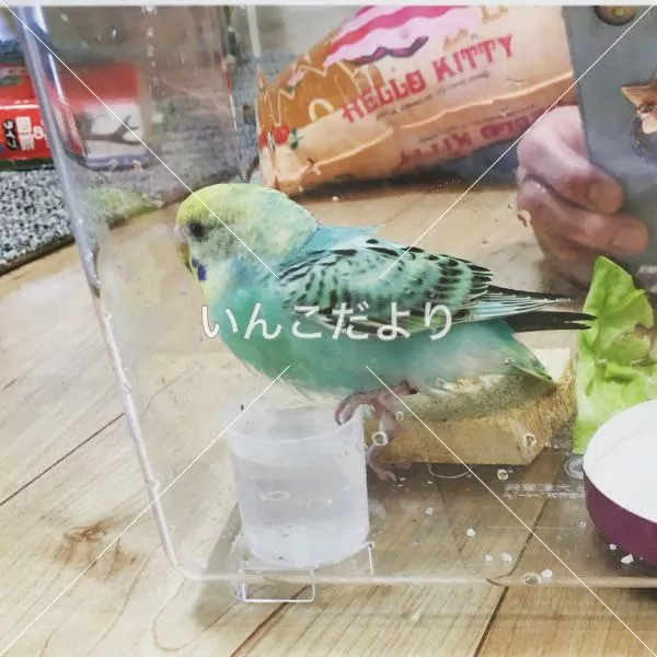 保護鳥の写真