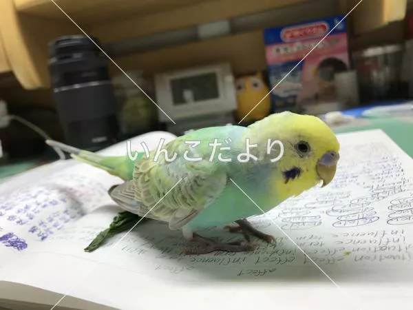 保護鳥の写真