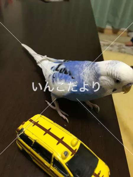 迷い鳥の写真