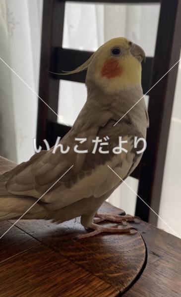 迷い鳥の写真