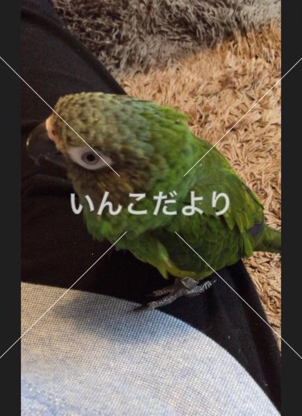迷い鳥の写真