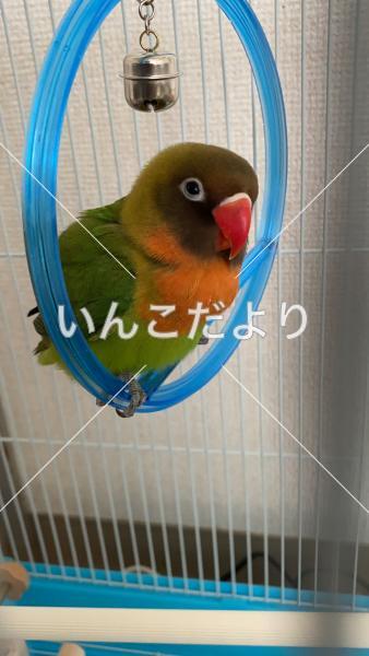 迷い鳥の写真