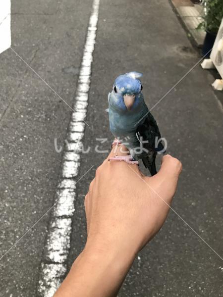 保護鳥の写真