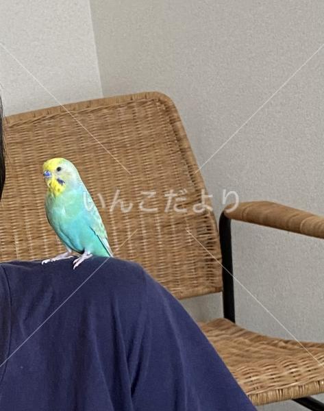 迷い鳥の写真