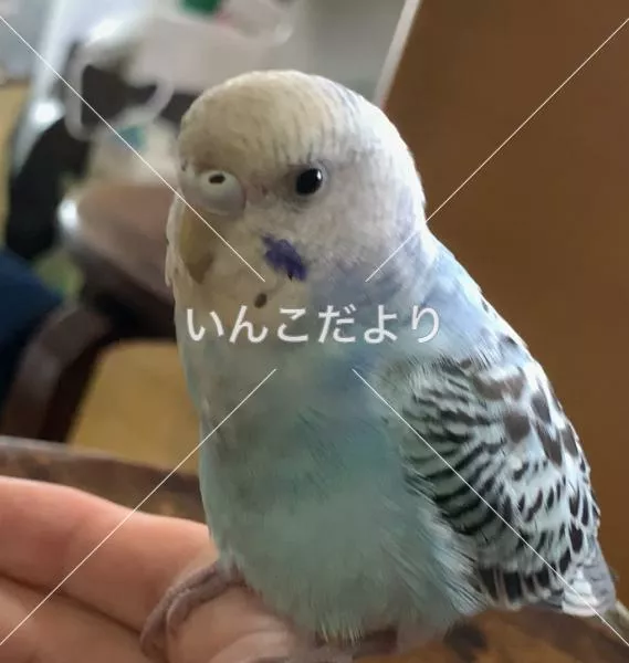 保護鳥の写真