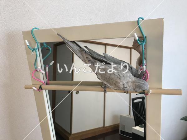 迷い鳥の写真
