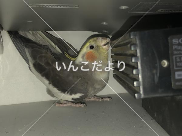 迷い鳥の写真