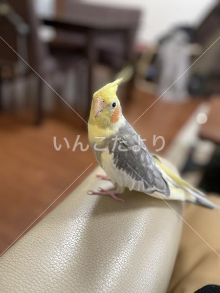 迷い鳥の写真