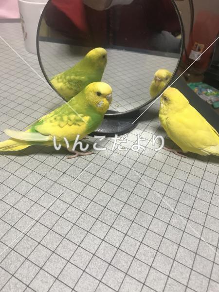 迷い鳥の写真
