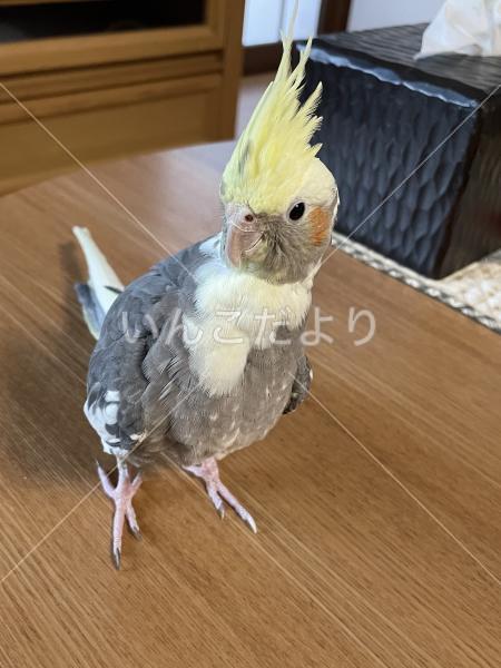 迷い鳥の写真