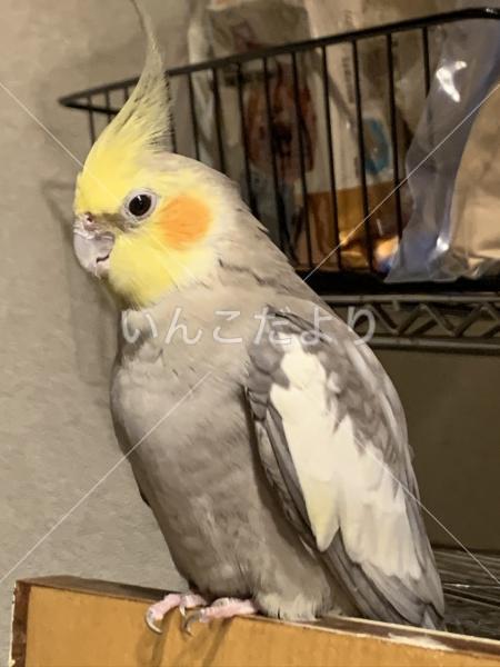 迷い鳥の写真