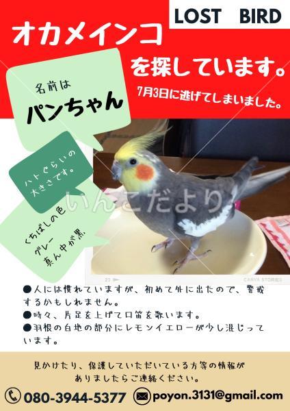 迷い鳥の写真