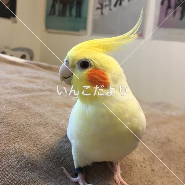 迷い鳥の写真