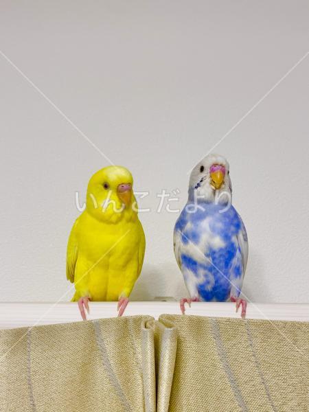 迷い鳥の写真