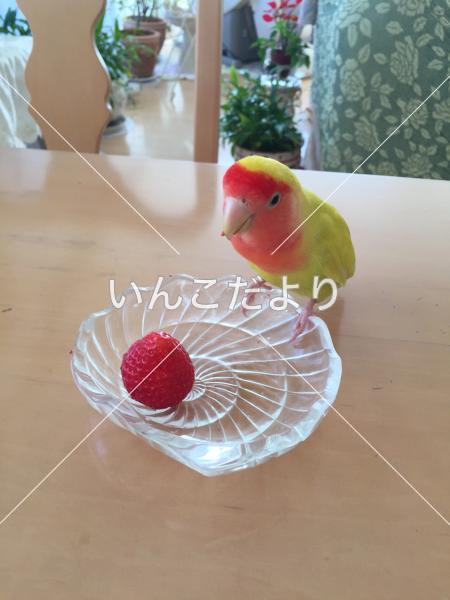 迷い鳥の写真