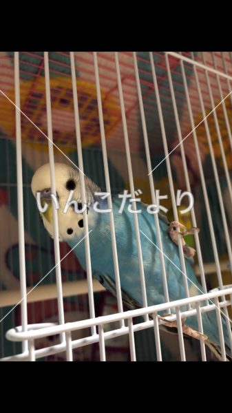 迷い鳥の写真